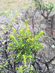 Caroxylon vermiculatum