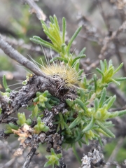 Caroxylon vermiculatum