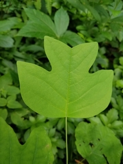 Liriodendron tulipifera