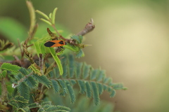 Melanopleurus bicolor