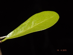 Sideroxylon obtusifolium