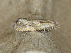 Pelochrista comatulana