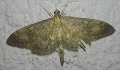 Anania lancealis