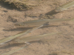 Leuciscus