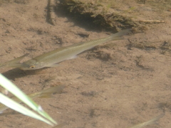 Leuciscus