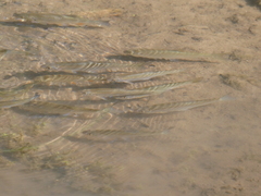 Leuciscus