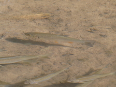 Leuciscus