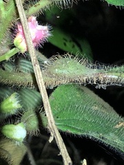 Miconia microphysca