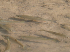 Leuciscus