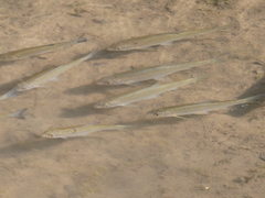 Leuciscus