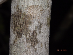 Sideroxylon obtusifolium