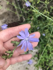 Cichorium intybus