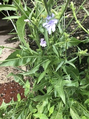 Cichorium intybus