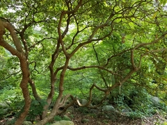 Rhododendron