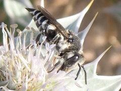 Coelioxys conoideus