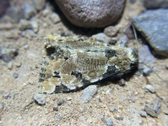Stibaera
