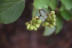 Cordia dentata