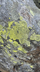 Rhizocarpon