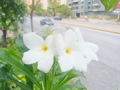 Plumeria pudica