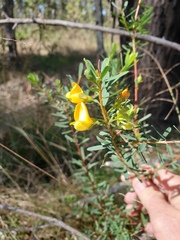 Pultenaea euchila
