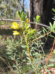 Pultenaea euchila