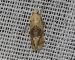 Cochylis bucera