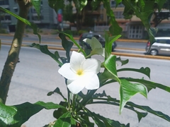 Plumeria pudica