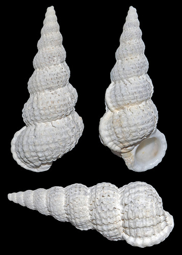 Cirsotrema varicosum observed 2005-02-07