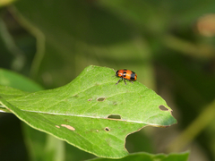 Physosmaragdina nigrifrons