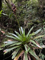Guzmania mitis