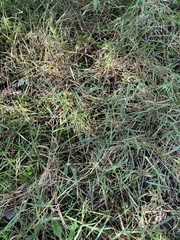 Torreyochloa pallida