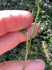 Torreyochloa pallida