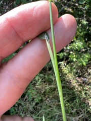 Torreyochloa pallida