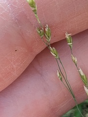 Torreyochloa pallida