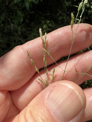Torreyochloa pallida