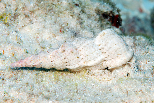 Cirsotrema varicosum observed 2011-07-24