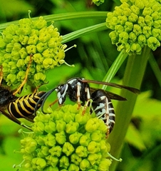 Dolichovespula arctica
