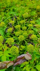 Dolichovespula arctica