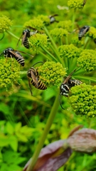 Dolichovespula arctica