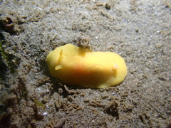 Baptodoris mimetica