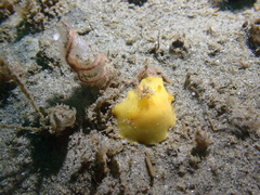 Baptodoris mimetica