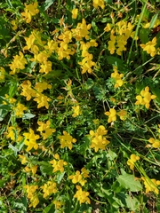 Lotus corniculatus