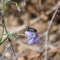 Acmaeodera parkeri