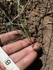 Polygonum sawatchense