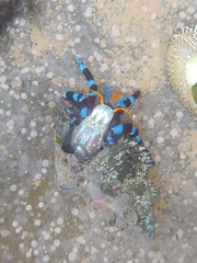Calcinus elegans