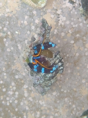 Calcinus elegans