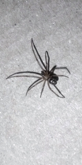 Steatoda grossa