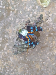 Calcinus elegans