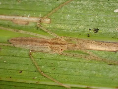 Ischalea spinipes