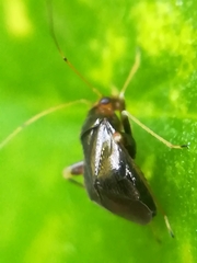 Halticus luteicollis